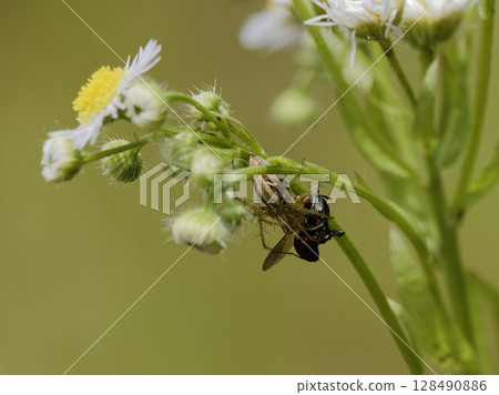 Sasabunmo的掠奪 128490886