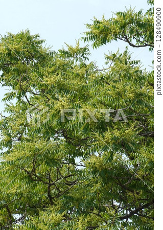 臭椿芽，2025年5月 128490900