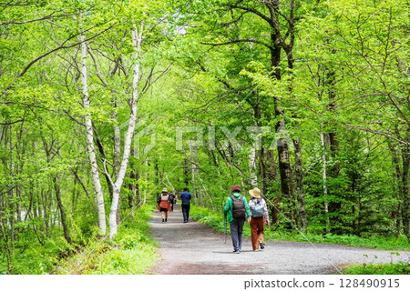 上高地風景“新綠色漫步” 128490915