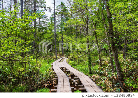 上高地風景“新綠色漫步” 128490954