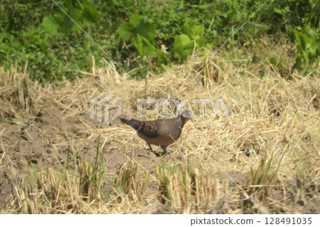 一隻細長的斑鳩。 一隻細長的斑鳩。 128491035