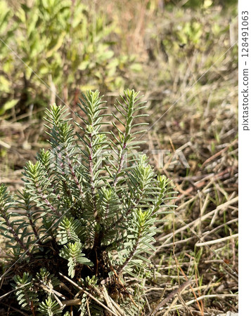 small coniferous plant in yellow grass. High quality photo small coniferous plant in yellow grass. High quality photo 128491063