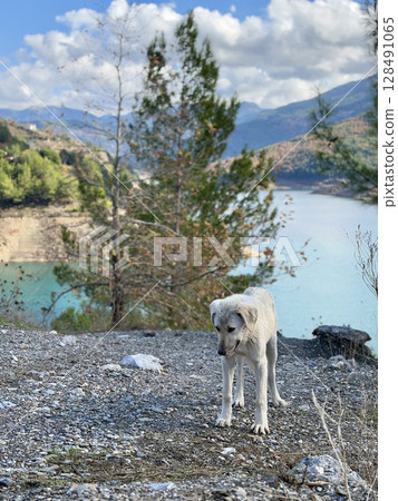 park, pond, dog 128491065