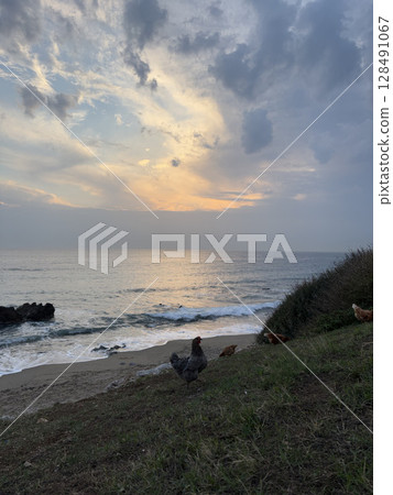 rooster and hen in nature with sea view. High quality photo 128491067