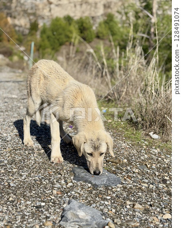 animal, dog, fountain 128491074