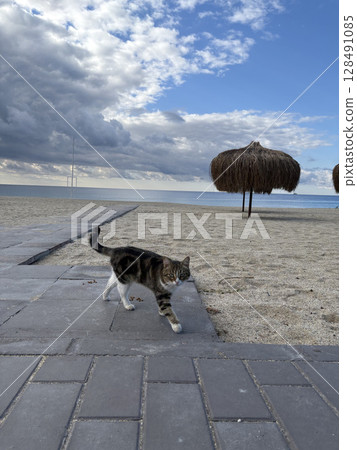 street cat walks through the evening city. High quality photo street cat walks through the evening city. High quality photo 128491085