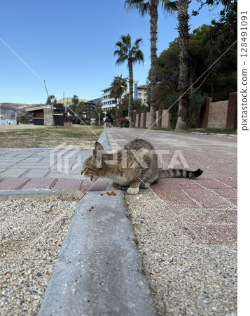 street cat walks through the evening city. High quality photo 128491091