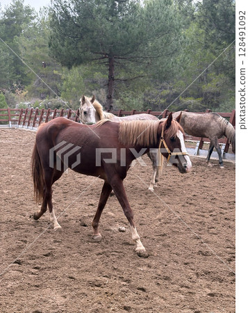 horse on farm nature forest. High quality photo 128491092
