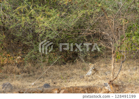 Wild elusive female Indian leopard or panther or panthera pardus sitting in grass in winter season safari at forest reserve of india Wild elusive female Indian leopard or panther or panthera pardus sitting in grass in winter season safari at forest reserve of india 128491199