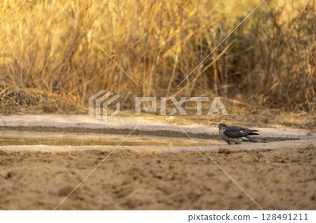 eurasian sparrowhawk or northern sparrowhawk or  accipiter nisus in waterhole for quenching thirst drinking water in hot summer season safari in jhalana leopard reserve forest jaipur rajasthan india 128491211