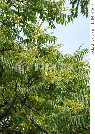 Ailanthus flower, May 2025 Ailanthus flower, May 2025 128491500