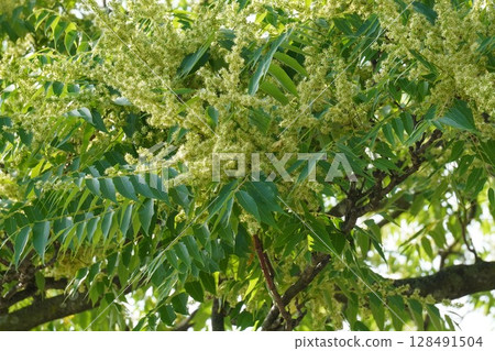 Ailanthus flower, May 2025 Ailanthus flower, May 2025 128491504