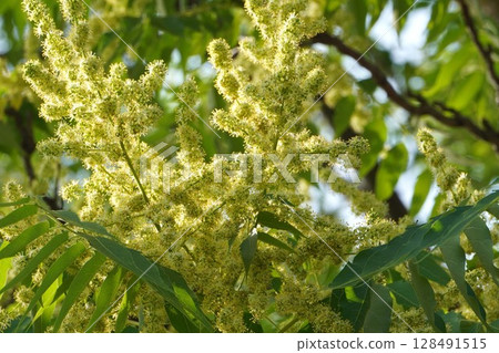 臭椿花，2025年5月 128491515