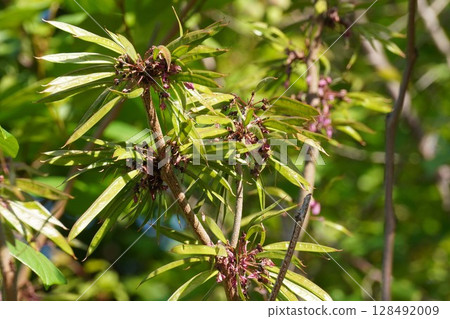 Redbud legumes, May 2025 Redbud legumes, May 2025 128492009
