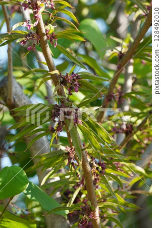 紫荊豆科植物，2025年5月 128492010
