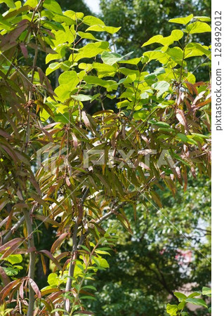 Redbud legumes, May 2025 Redbud legumes, May 2025 128492012