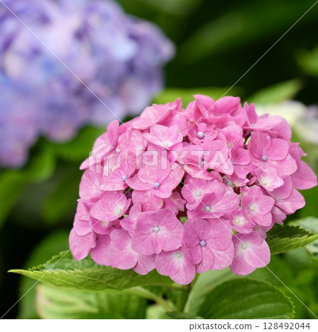 Bright pink hydrangeas wet with rain 128492044