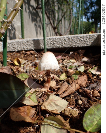 Macrolepiota的Procera 128492097