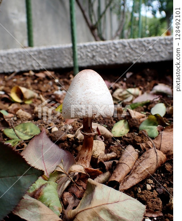 Karakasatake 128492101