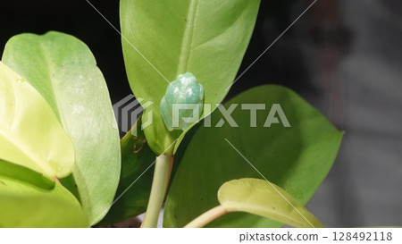 一隻青蛙 128492118