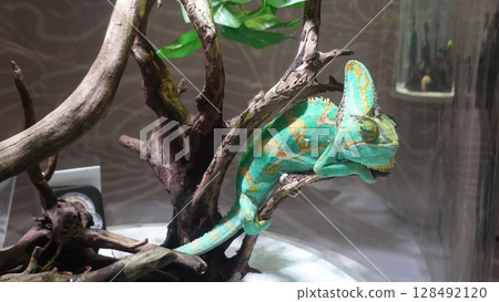 chameleon 128492120