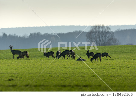 A herd of roe deer on a green meadow 128492166