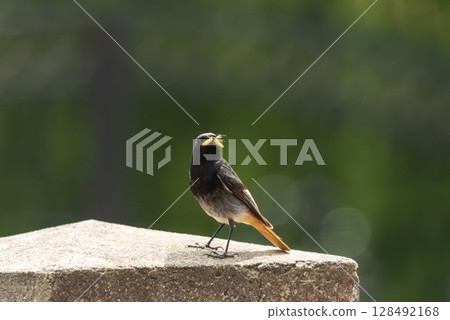 The black redstart, Phoenicurus ochruros bird in a city garden 128492168