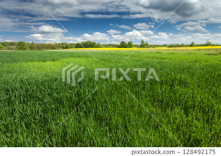 Fresh growing field and clouds on the sky, spring rural view with vivid colors Fresh growing field and clouds on the sky, spring rural view with vivid colors 128492175