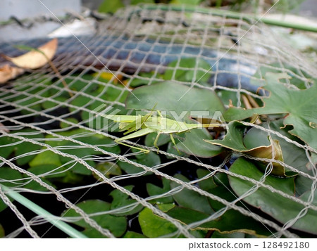 網路上的蚱蜢 128492180