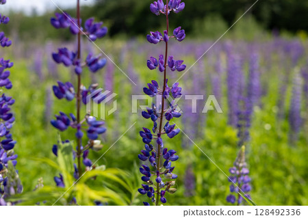 Purple lupine flowers stand tall in a vibrant green field, showcasing their beauty under the clear summer sky during midday 128492336