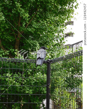 Ladybird glass 128492457