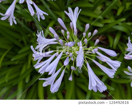 Light purple agapanthus flowers blooming in a spring garden Light purple agapanthus flowers blooming in a spring garden 128492616