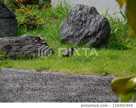 芥末之星 芥末之星 128492948