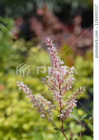 Hybrid Astilbe Look at Me 128493317