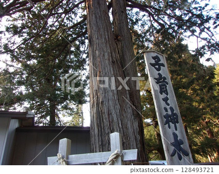 新倉山淺間公園的育兒神樹 新倉山淺間公園的育兒神樹 128493721