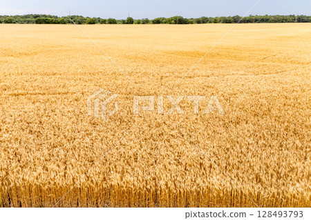 Field of wheat swaying in the wind. 128493793