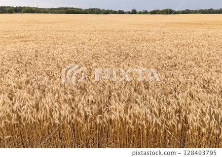 Field of golden wheat swaying in the wind under a clear blue sky. Field of golden wheat swaying in the wind under a clear blue sky. 128493795