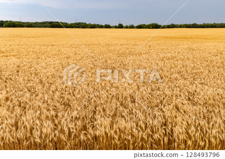 Golden wheat field under clear blue sky. Golden wheat field under clear blue sky. 128493796