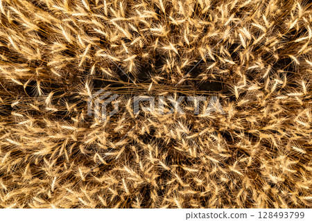 Close-up of golden wheat field texture. Close-up of golden wheat field texture. 128493799