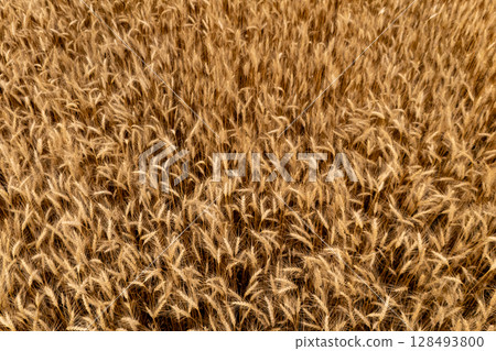 Golden wheat field in the fall. 128493800