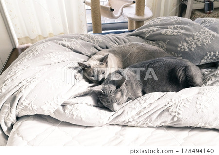 Domestic cat material 128494140