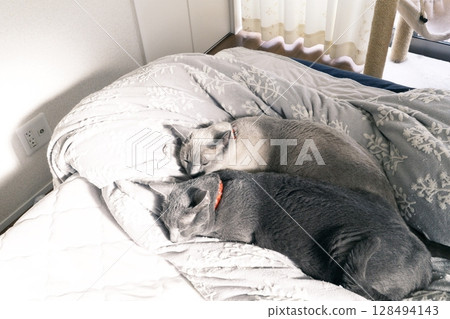 Domestic cat material 128494143