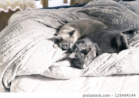 Domestic cat material 128494144