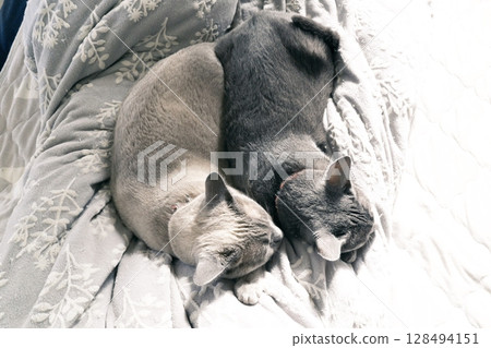 Domestic cat material 128494151