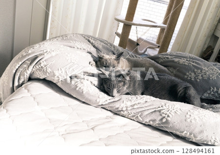 Domestic cat material 128494161