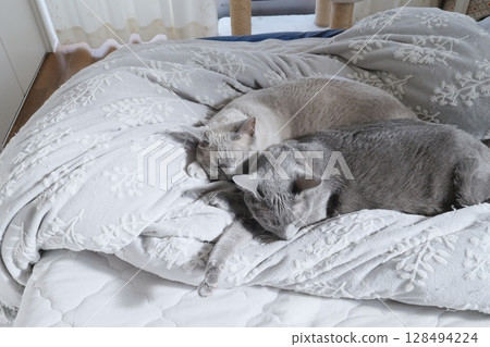 Domestic cat material 128494224