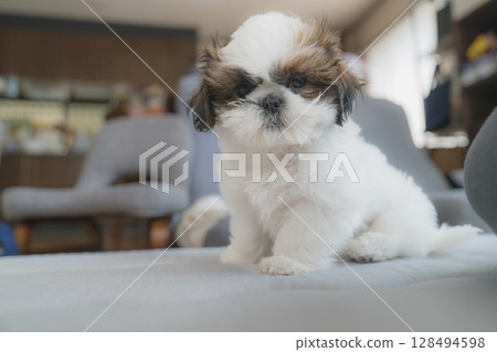 西施幼犬 128494598