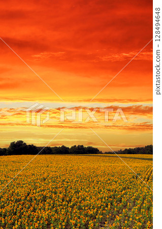 Summer in Hokkaido: Sunflower fields in Hokuryu Town bathed in the colors of the sunset 128494648