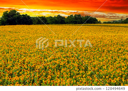 Summer in Hokkaido: Sunflower fields in Hokuryu Town bathed in the colors of the sunset Summer in Hokkaido: Sunflower fields in Hokuryu Town bathed in the colors of the sunset 128494649