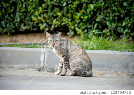 The Gray cat watch and sitting 128494750